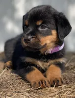 PURPLE, a female Rottweiler for sale in Henderson, TX – Photo 4 of 4