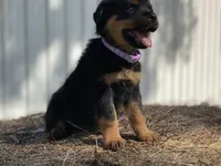 PURPLE, a female Rottweiler for sale in Henderson, TX – Photo 3 of 4