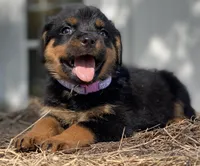 PURPLE, a female Rottweiler for sale in Henderson, TX – Photo 1 of 4