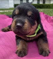 Belle Fille, a female Rottweiler for sale in Henderson, TX – 2 of 7