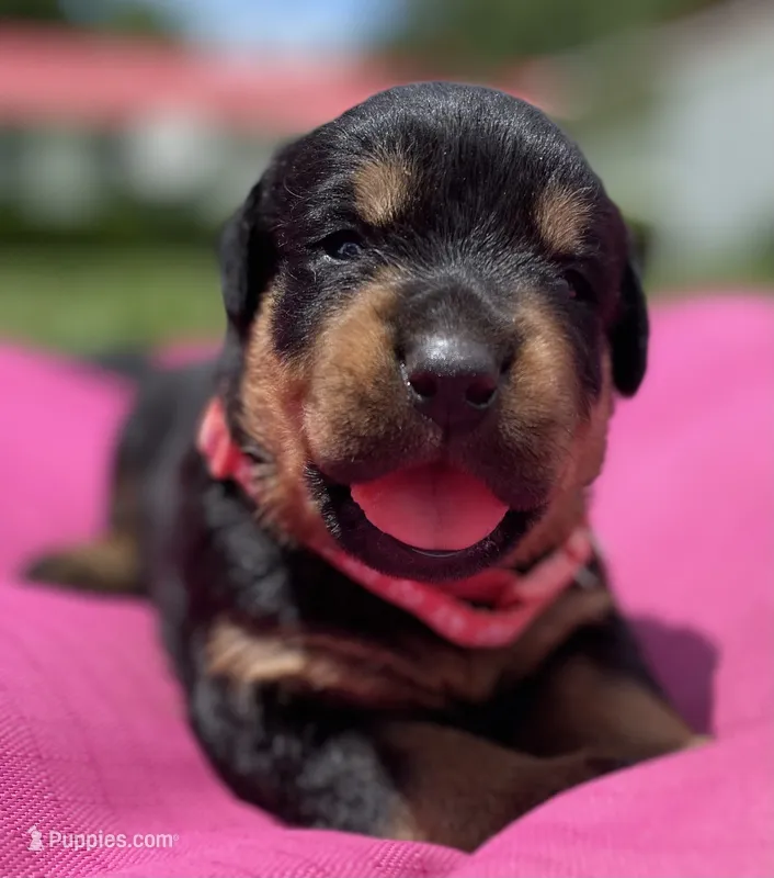 ROSE – Rottweiler puppy for sale in Henderson, TX
