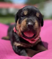 ROSE, a female Rottweiler for sale in Henderson, TX – 1 of 7