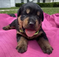 Belle Fille, a female Rottweiler for sale in Henderson, TX – 4 of 7