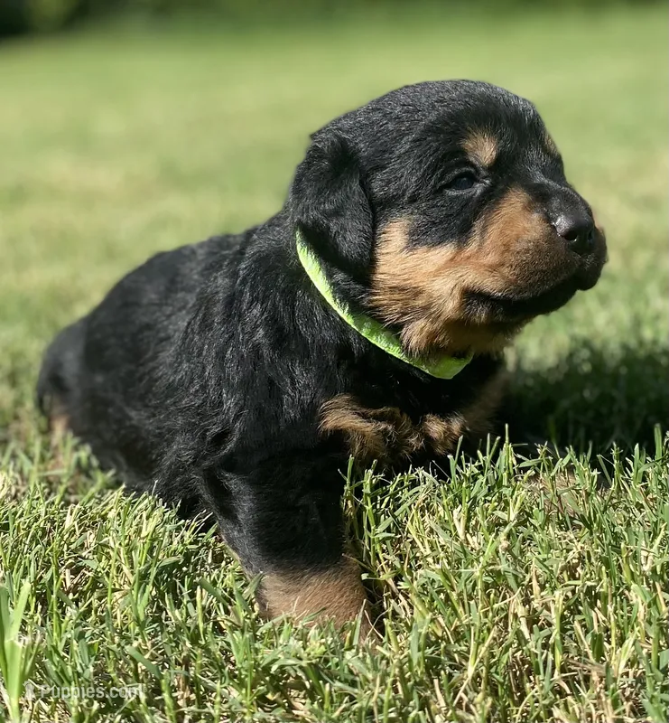 Belle Fille – Rottweiler puppy for sale in Henderson, TX