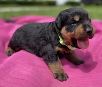 Belle Fille, a female Rottweiler for sale in Henderson, TX – 6 of 7