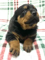 Creole, a female Rottweiler for sale in Henderson, TX – Photo 5 of 7