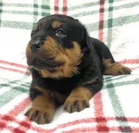 Creole, a female Rottweiler for sale in Henderson, TX – Photo 4 of 7