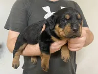 Creole, a female Rottweiler for sale in Henderson, TX – Photo 7 of 7