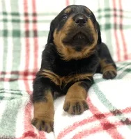 Creole, a female Rottweiler for sale in Henderson, TX – Photo 2 of 7