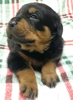 Creole, a female Rottweiler for sale in Henderson, TX – Photo 3 of 7