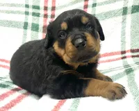 Creole, a female Rottweiler for sale in Henderson, TX – Photo 1 of 7