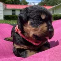 ROSE, a female Rottweiler for sale in Henderson, TX – 5 of 7