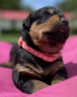 ROSE, a female Rottweiler for sale in Henderson, TX – 2 of 7