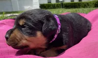 Mo Cher, a female Rottweiler for sale in Henderson, TX – 6 of 6