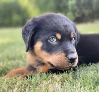 Orange, a female Rottweiler for sale in Henderson, TX – Photo 4 of 10