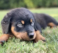 Orange, a female Rottweiler for sale in Henderson, TX – Photo 7 of 10