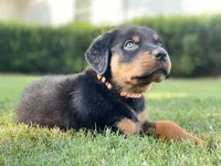 Orange, a female Rottweiler for sale in Henderson, TX – Photo 5 of 10
