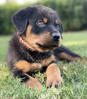 Orange, a female Rottweiler for sale in Henderson, TX – Photo 9 of 10