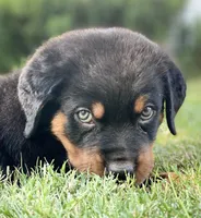 Orange, a female Rottweiler for sale in Henderson, TX – Photo 10 of 10