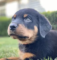 Orange, a female Rottweiler for sale in Henderson, TX – Photo 6 of 10
