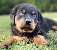 Orange, a female Rottweiler for sale in Henderson, TX – Photo 1 of 10