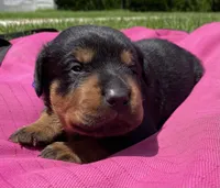 Mo Cher, a female Rottweiler for sale in Henderson, TX – 2 of 6