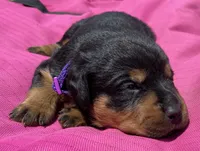 Mo Cher, a female Rottweiler for sale in Henderson, TX – 3 of 6