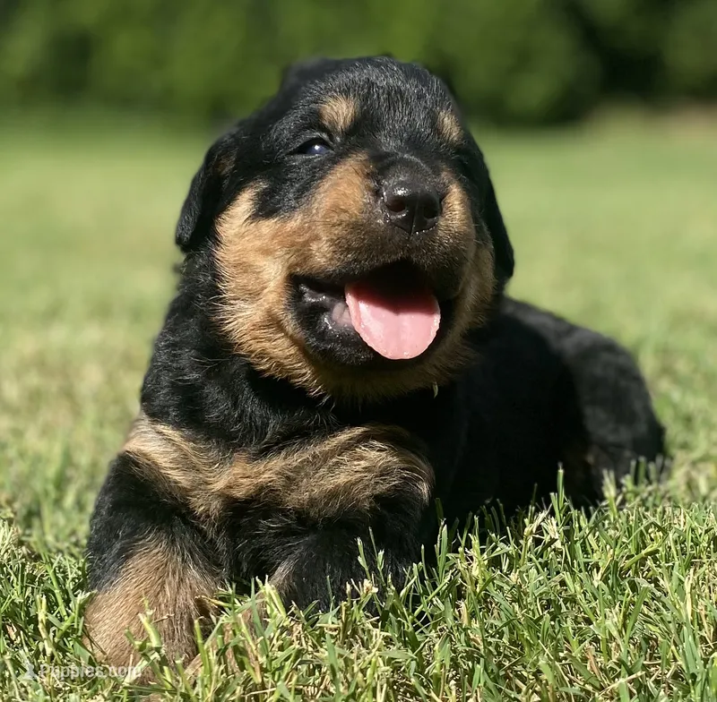 Mo Cher – Rottweiler puppy for sale in Henderson, TX