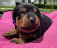 Mo Cher, a female Rottweiler for sale in Henderson, TX – 4 of 6