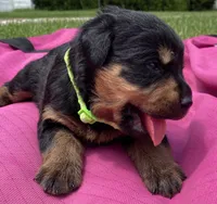 Belle Fille, a female Rottweiler for sale in Henderson, TX – 3 of 7