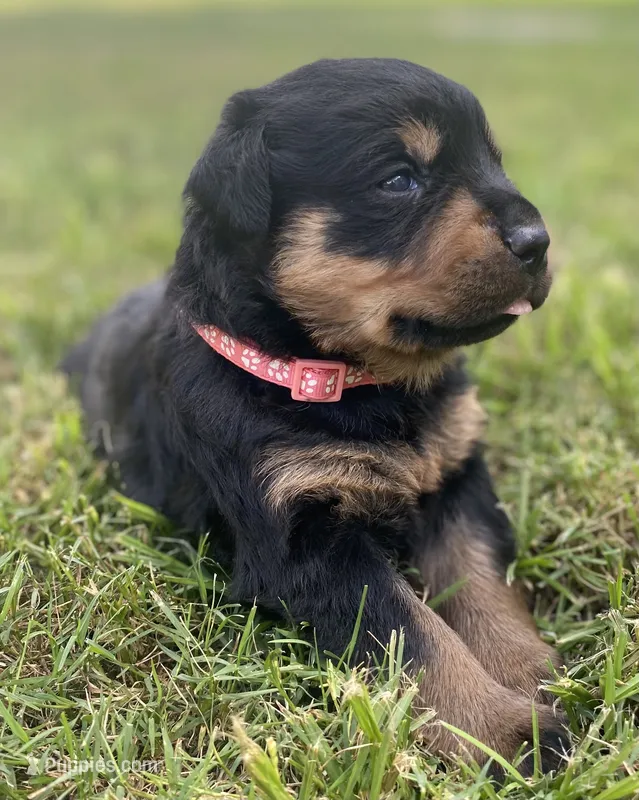 ROSE – Rottweiler puppy for sale in Henderson, TX