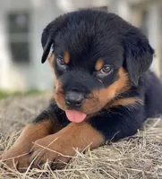 BLUE, a male Rottweiler for sale in Henderson, TX – Photo 2 of 5