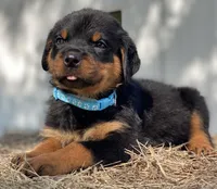 BLUE, a male Rottweiler for sale in Henderson, TX – Photo 3 of 5