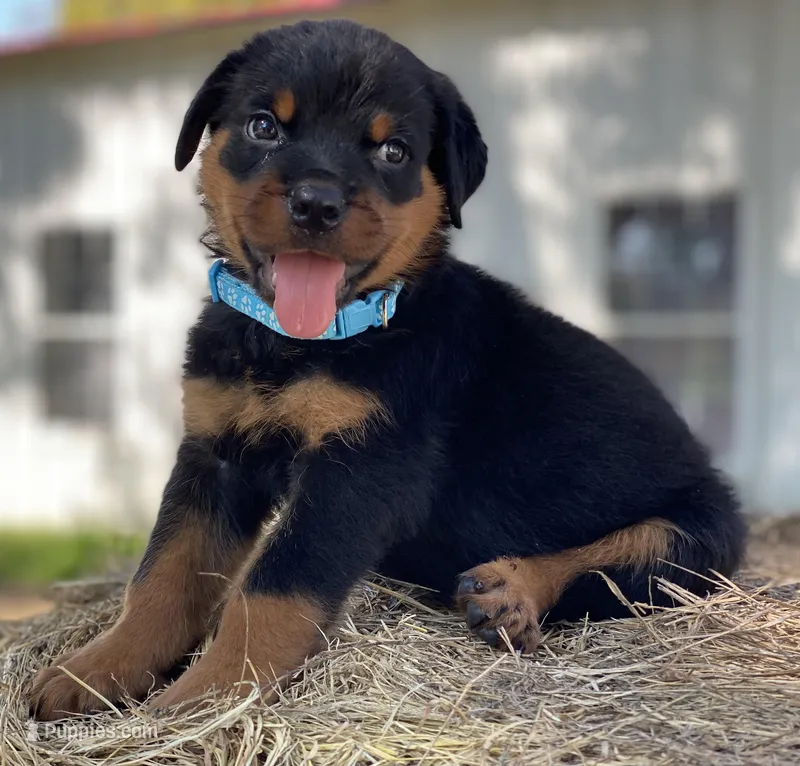 BLUE, a male Rottweiler for sale in Henderson, TX – Photo 1 of 5