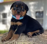 BLUE, a male Rottweiler for sale in Henderson, TX – Photo 1 of 5
