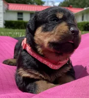 ROSE, a female Rottweiler for sale in Henderson, TX – 4 of 7