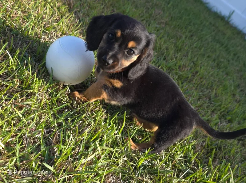 Black and Tan – Miniature Dachshund puppy for sale in Kingsland, GA