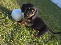 Black and Tan, a female Miniature Dachshund for sale in Kingsland, GA – Photo 1 of 2