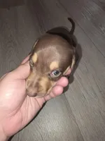 Brown Dachshund , a male Miniature Dachshund for sale in Kingsland, GA – Photo 1 of 3