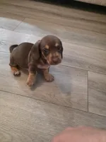Brown Dachshund , a male Miniature Dachshund for sale in Kingsland, GA – Photo 2 of 3