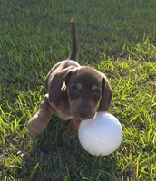 Brown Dachshund , a male Miniature Dachshund for sale in Kingsland, GA – Photo 3 of 3