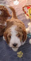 Cc, a male Miniature Goldendoodle for sale in Marysville, CA – 3 of 9