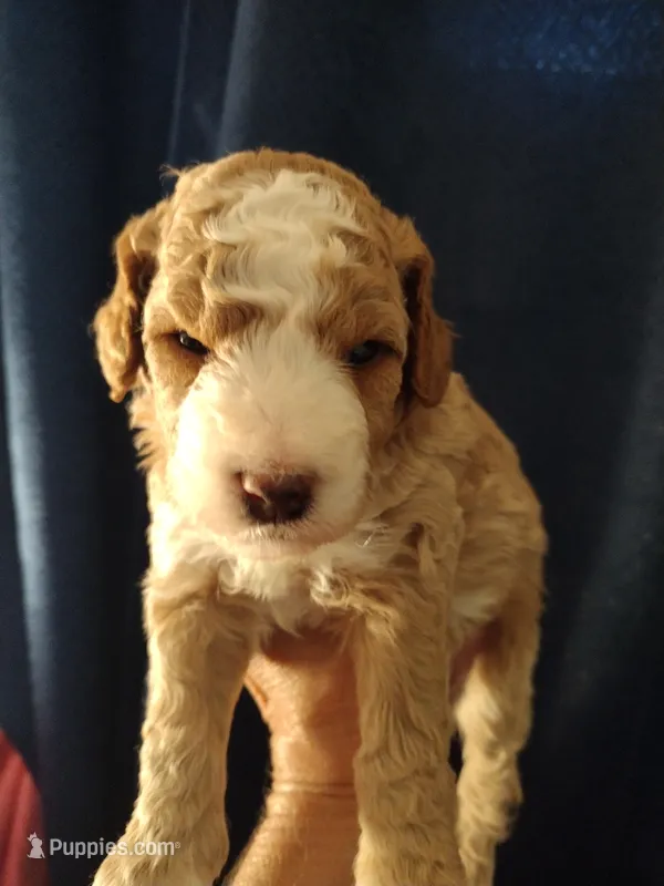 Joey – Miniature Goldendoodle puppy for sale in Marysville, CA