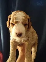 Joey, a male Miniature Goldendoodle for sale in Marysville, CA – 1 of 4