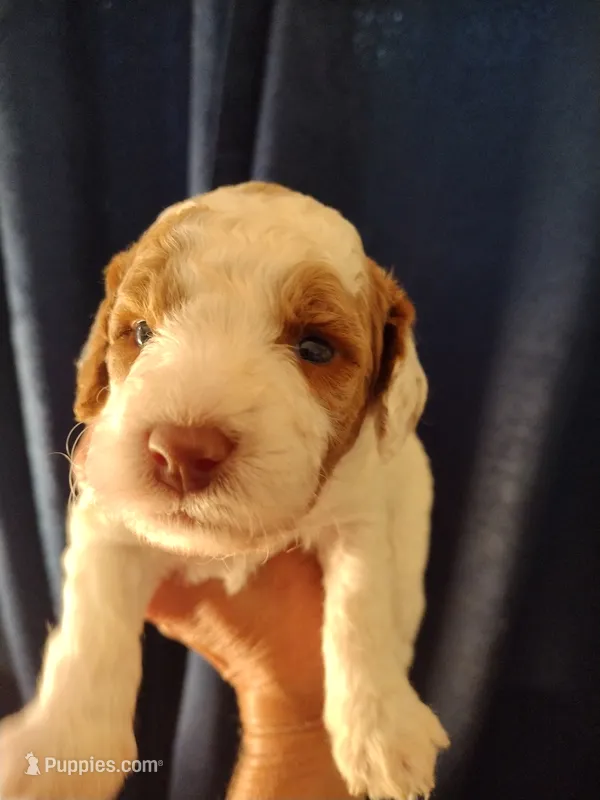 Jake – Miniature Goldendoodle puppy for sale in Marysville, CA