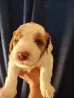 Jake, a male Miniature Goldendoodle for sale in Marysville, CA – 1 of 2