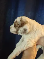 Jake, a male Miniature Goldendoodle for sale in Marysville, CA – 6 of 10