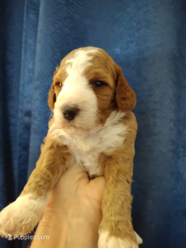 Cc – Miniature Goldendoodle puppy for sale in Marysville, CA