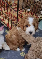 Blaze , a female Miniature Goldendoodle for sale in Marysville, CA – 2 of 6