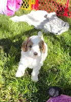 Joey, a male Goldendoodle and Poodle - Miniature  for sale in Marysville, CA – Photo 2 of 3